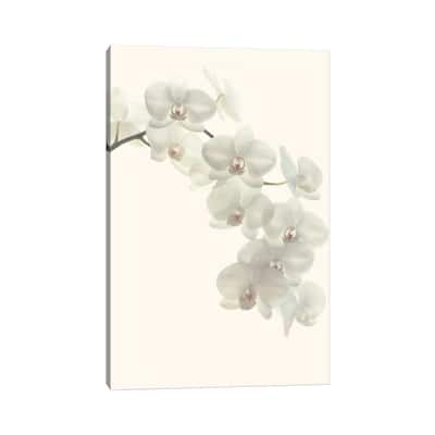 iCanvas "White Orchids" by Alyson Fennell Canvas Print