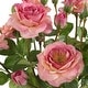 preview thumbnail 4 of 2, Uttermost Adoration Rose Bouquet