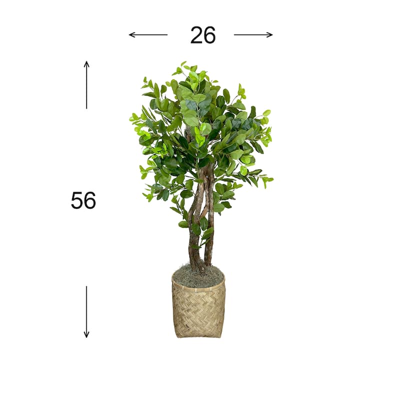 5 ft Oriental Ficus in a Bamboo Planter - Green