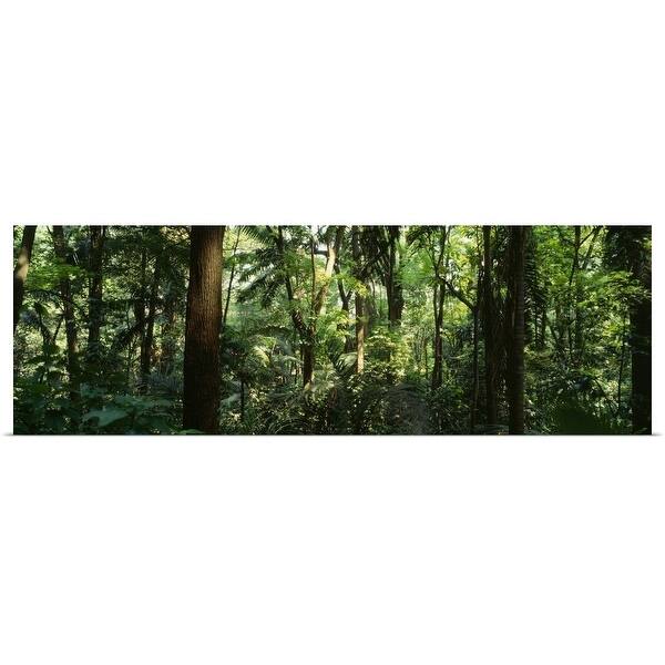 Trees In A Forest Rainforest Trianon Park Sao Paulo Brazil Poster Print Overstock 16886396