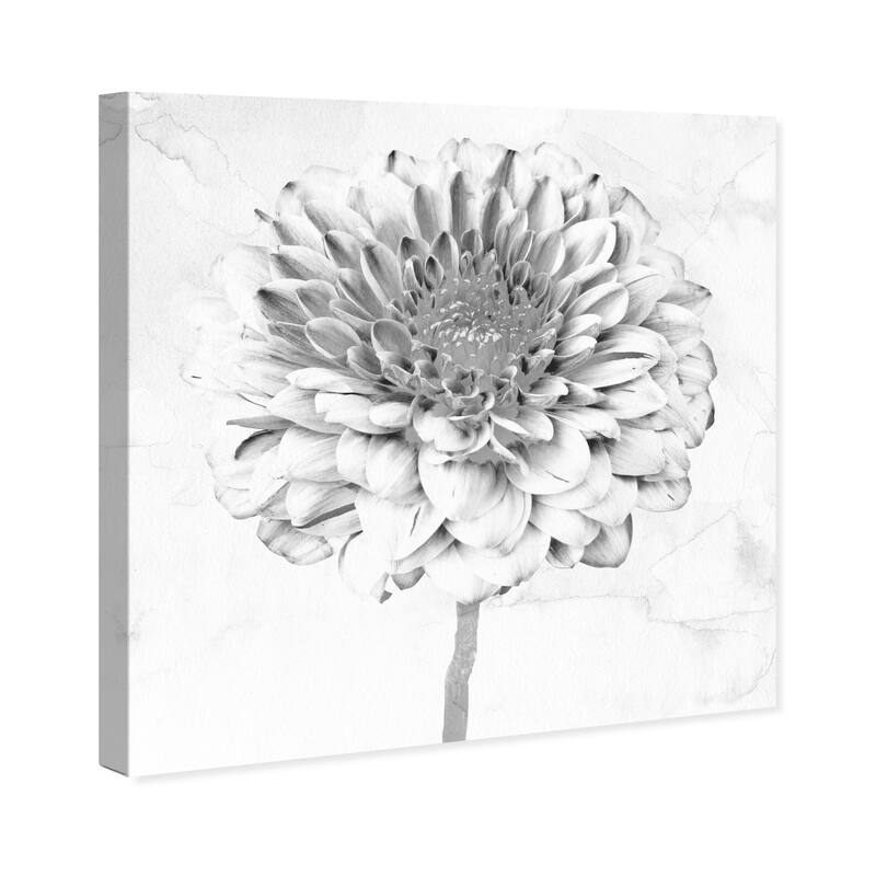 Wynwood Studio Canvas Floral and Botanical White Gray Chrysanthemum White and Farmhouse Wall Art Canvas Print - White, Black