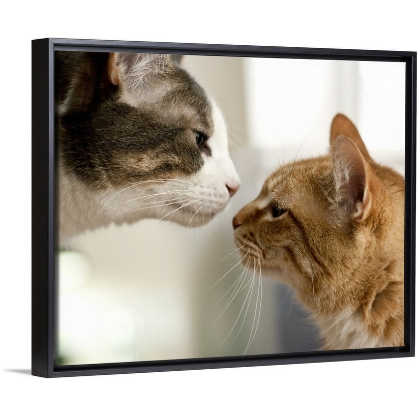 Shop Gray And White Tabby Cat And An Orange Ginger Cat Nose To