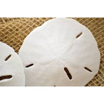 Shop 9greenbox 3 Real Round Sand Dollar Great For Ornament