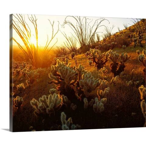 "Arizona, Sonoran Desert, Ocotillo and teddy bear cholla" Canvas Wall Art