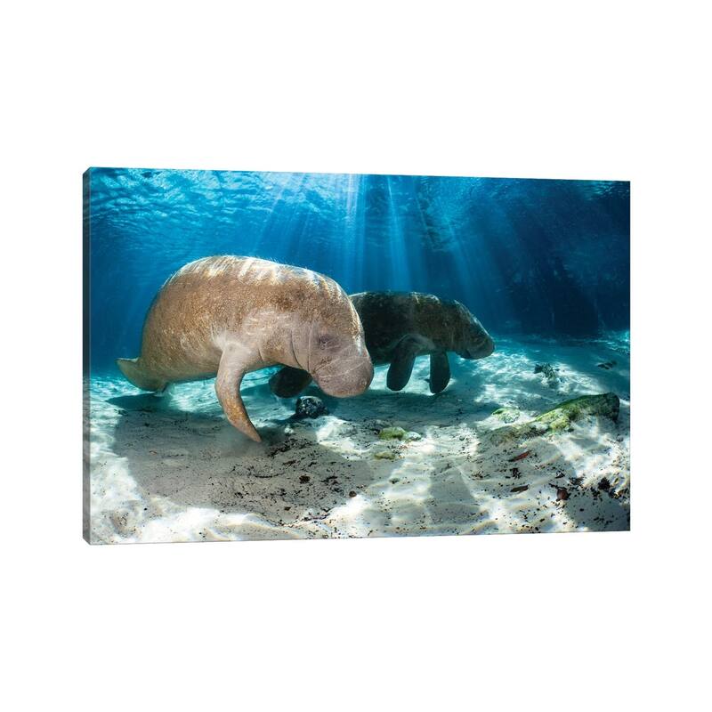 iCanvas "Florida Manatees In Crystal River, Florida" by David Fleetham Canvas Print