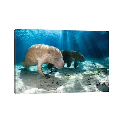 iCanvas "Florida Manatees In Crystal River, Florida" by David Fleetham Canvas Print