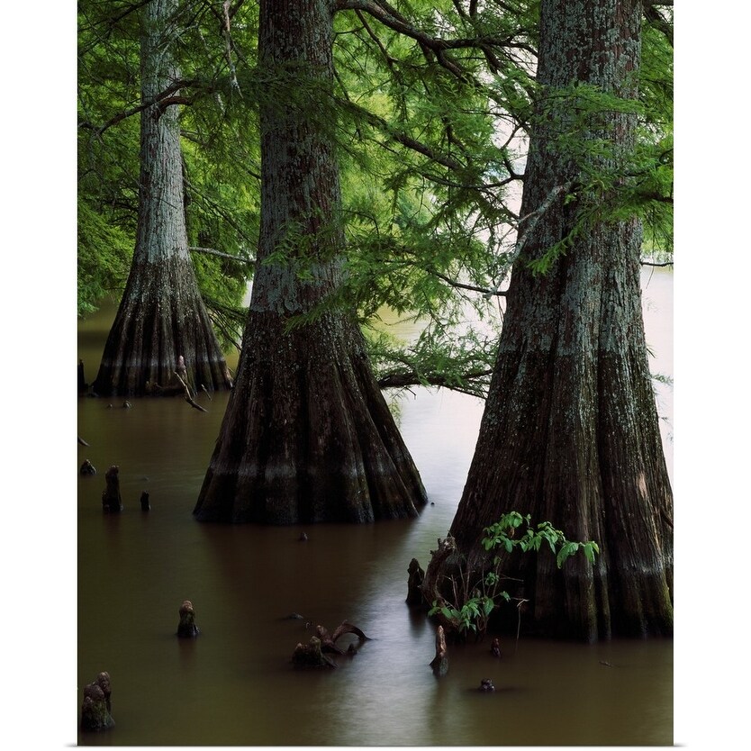 Shop Bald Cypress Trees Taxodium Distichum In Lake Bolivar Close Up Mississippi Poster Print Overstock 16880936