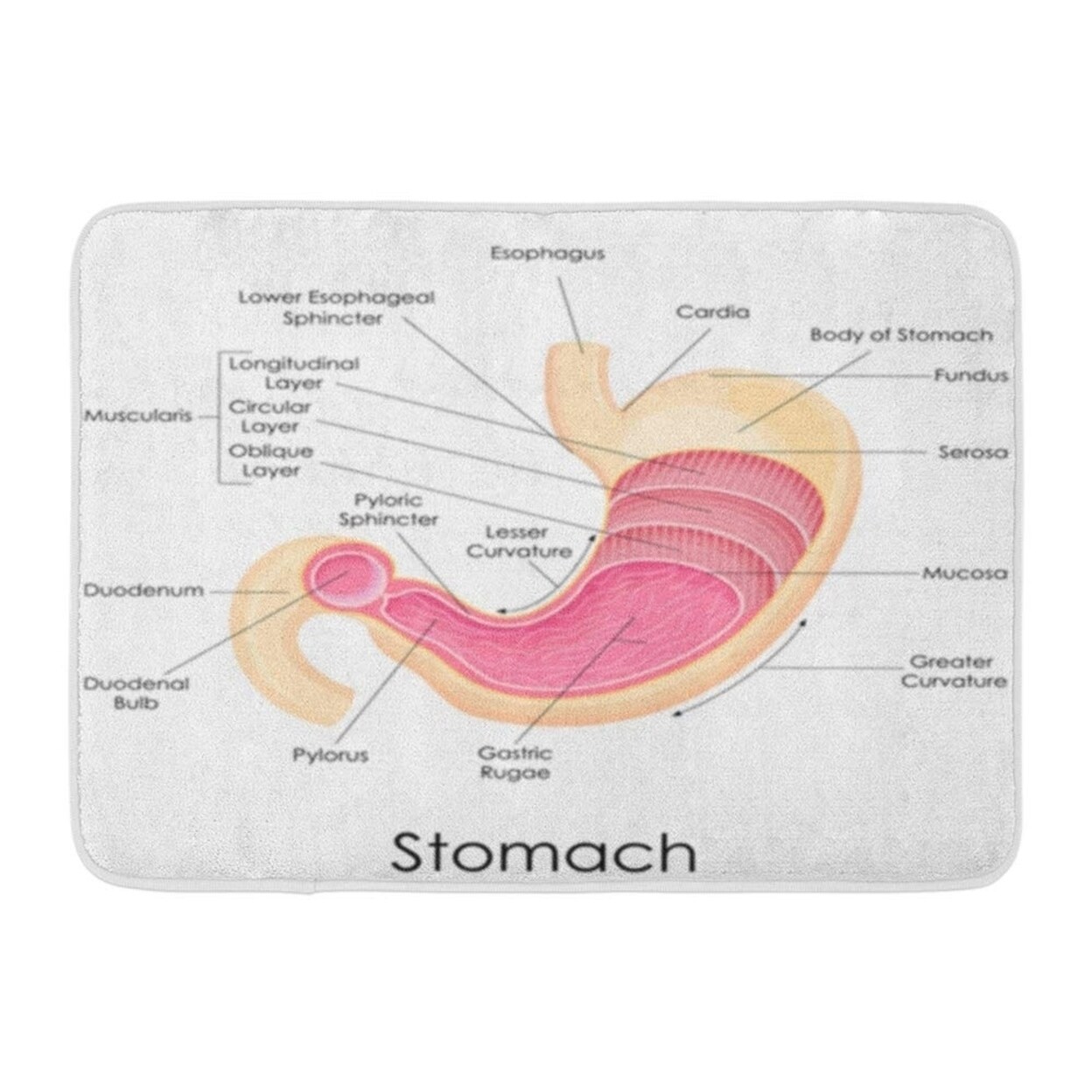 Esophagus Of Diagram Human Stomach Anatomy Esophageal Doormat Floor Rug Bath Mat 30x18 Inch Multi On Sale Overstock 31778279