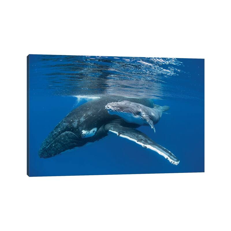 iCanvas "Humpback Whale Mother With Four Day Old Calf, Tonga" by Suzi Eszterhas Canvas Print