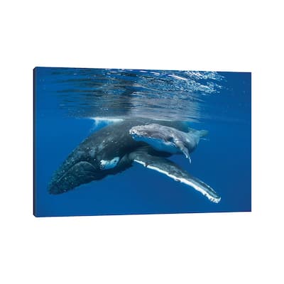 iCanvas "Humpback Whale Mother With Four Day Old Calf, Tonga" by Suzi Eszterhas Canvas Print