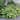 Hardy Heart Shaped Hosta Plants - 9 Bare Roots