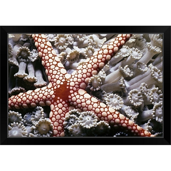 "Candy Cane Starfish on soft coral. Red Sea" Black Framed Print