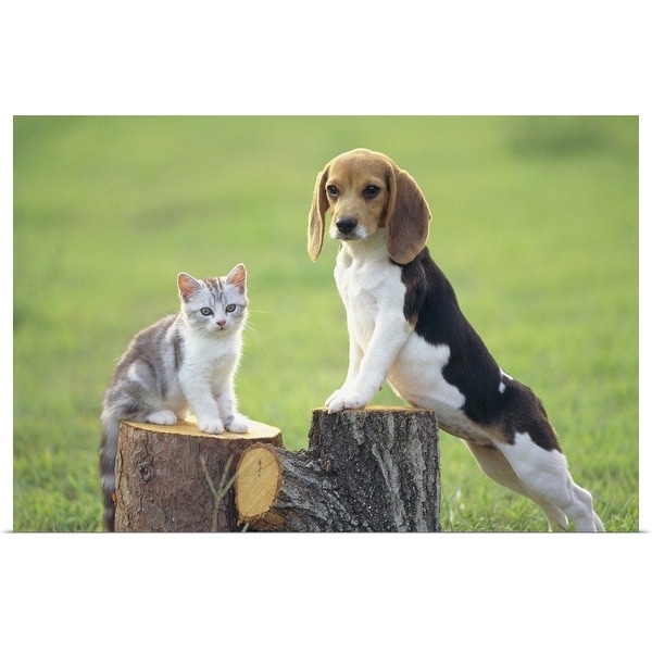 "Beagle and Cat" Poster Print