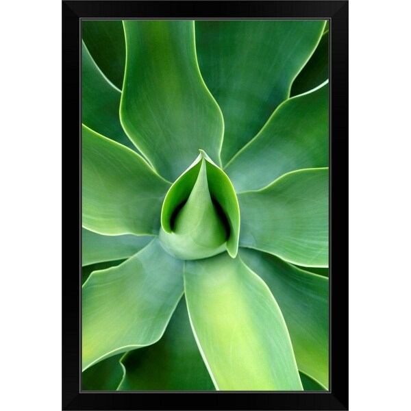 "Agave attenuata plant, Prince Albert, Western Cape, South Africa" Black Framed Print