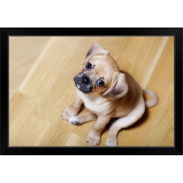 King charles best sale spaniel x pug
