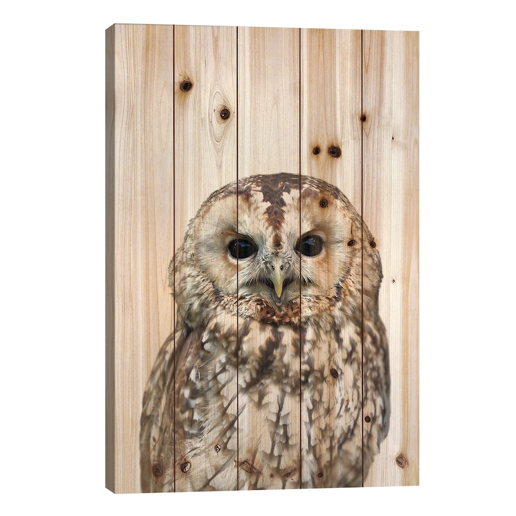 Owl Print On Wood by Lexie Greer - Multi-Color