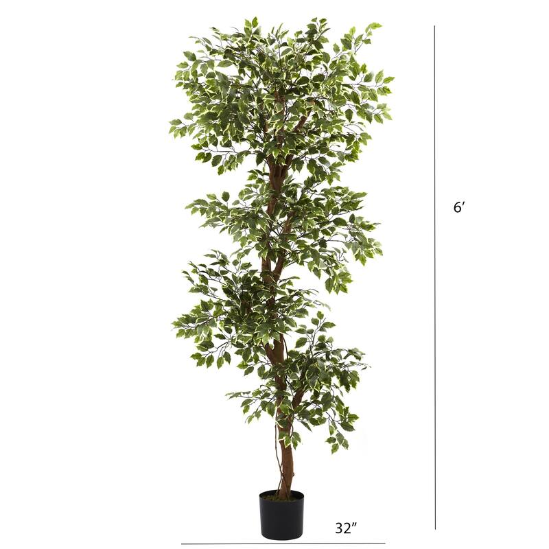 Variegated 6-foot Ficus Tree - Green
