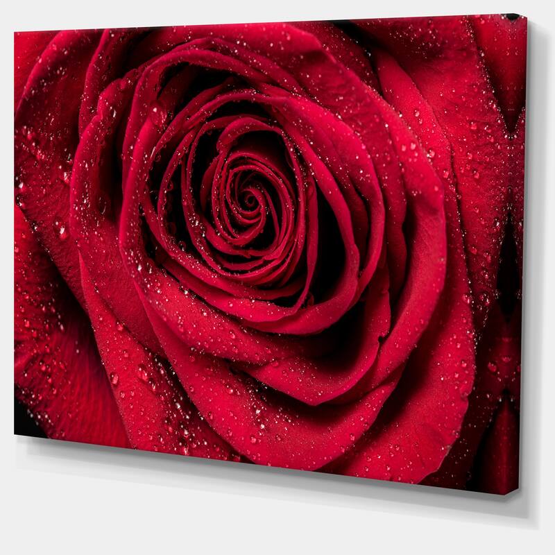 Red Rose Petals with Rain Droplets - Floral Canvas Art Print