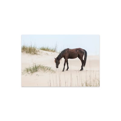 Lone Banker Horse On The Beach, Outer Banks, North Carolina, USA Print On Acrylic Glass by Michael DeFreitas