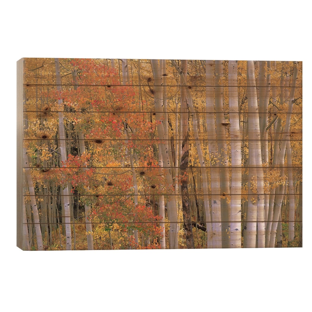 Aspens At Independence Pass, Colorado Print On Wood by Tim Fitzharris - Multi-Color