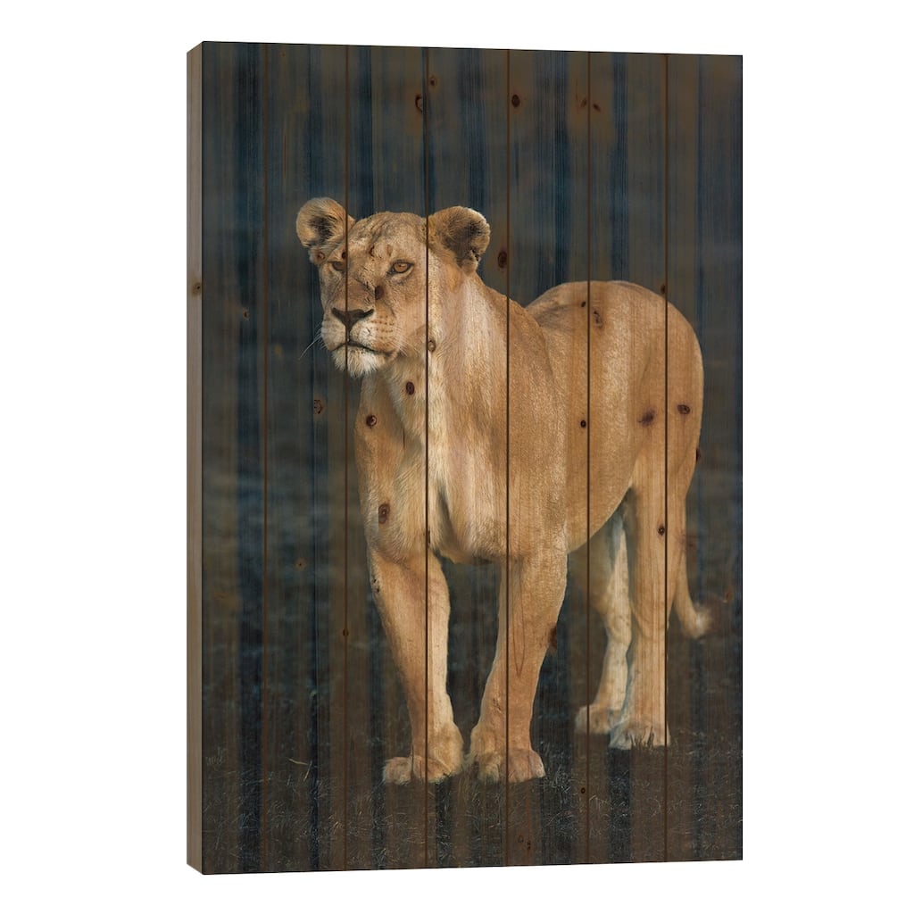African Lioness, Serengeti National Park, Tanzania Print On Wood by Panoramic Images - Multi-Color