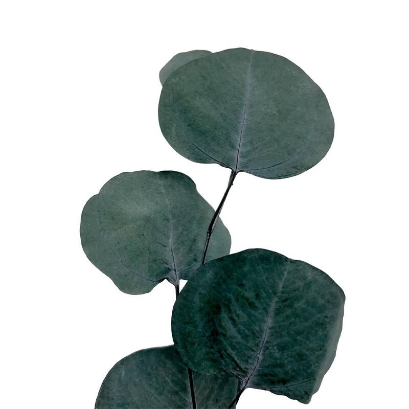 Bundle of 4 Preserved Eucalyptus Apple Leaves 24" long - 24 Inches