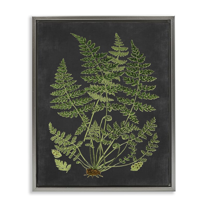Stupell Botanical Drawing Green Black Design Floater Frame