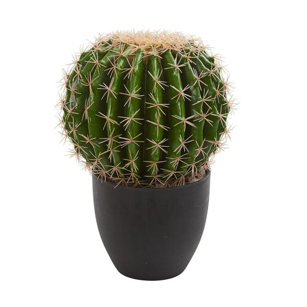 large money tree plant for sale Buy Money Tree Braided - Good Luck Tree