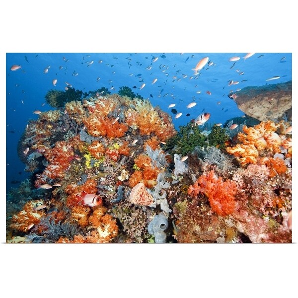 "Healthy reef structure, Komodo National Park, Indonesia." Poster Print