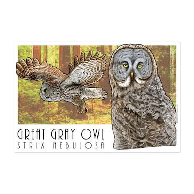 Great Grey Owl Illustrations Animals Birds Nature Art Print/Poster ...