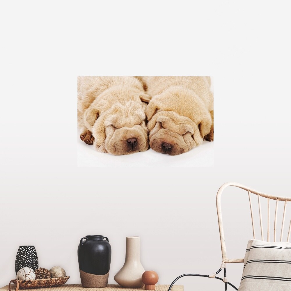 white shar pei puppy