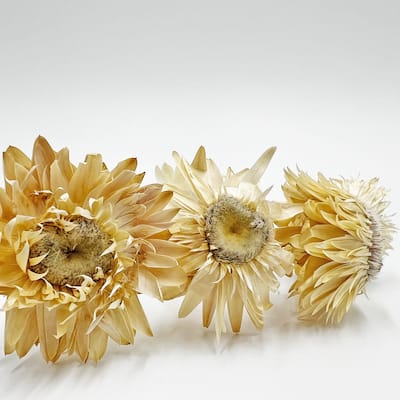 Bundle of 4 Dried Preserved Ruby Daisy Flower in 21" Multiple Colors - Bundle of 4