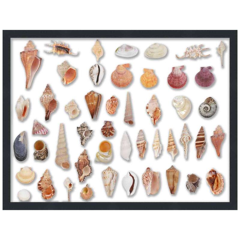 20x36 Black | 1" Depth of Usuable Space| Vertical or Horizontal Display | Interior Size 20x36 or 36x20 In