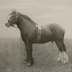 preview thumbnail 5 of 4, Uttermost Equine Dynasty Framed Prints, Set of 9