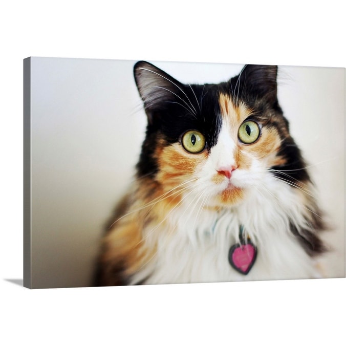 Shop Close Up Of Long Haired Calico Cat Canvas Wall Art