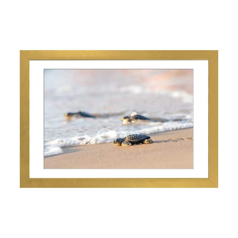 iCanvas "Kemp's Ridley Sea Turtle hatchling I" by Larry Ditto - Gold - 16x24x1