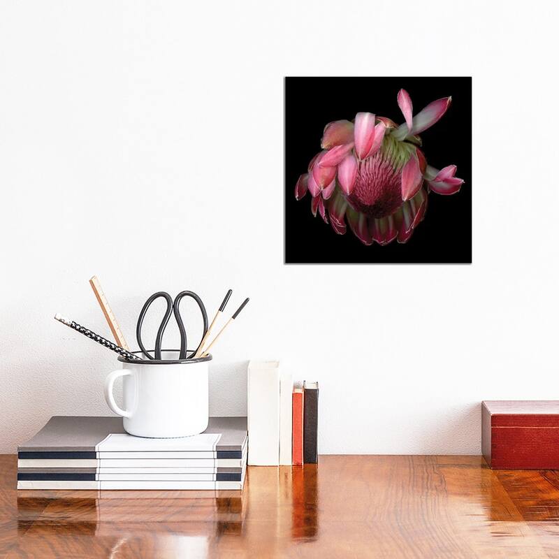 iCanvas "Protea King IV" by Magda Indigo Canvas Print - 12x12x0.75