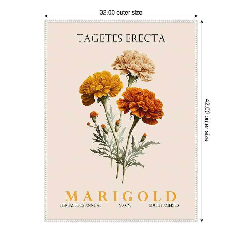 Vintage Botanical Marigold Illustration by Christopher Giampietro Framed Canvas Wall Art Print - White - 32 x 42 in