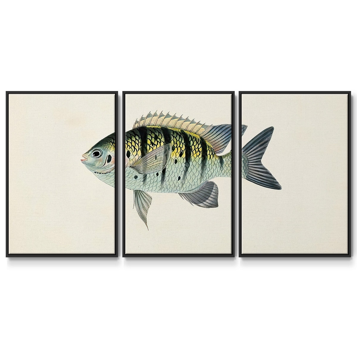 Tropical outlet fish direct