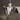 Hunter 12'' Contemporary  1- Light Pendant with Clear Glass Shade