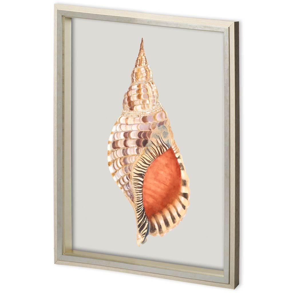 Custom Spider Conch by Maleki, Ferdos a Framed Art Print Matted under Glass