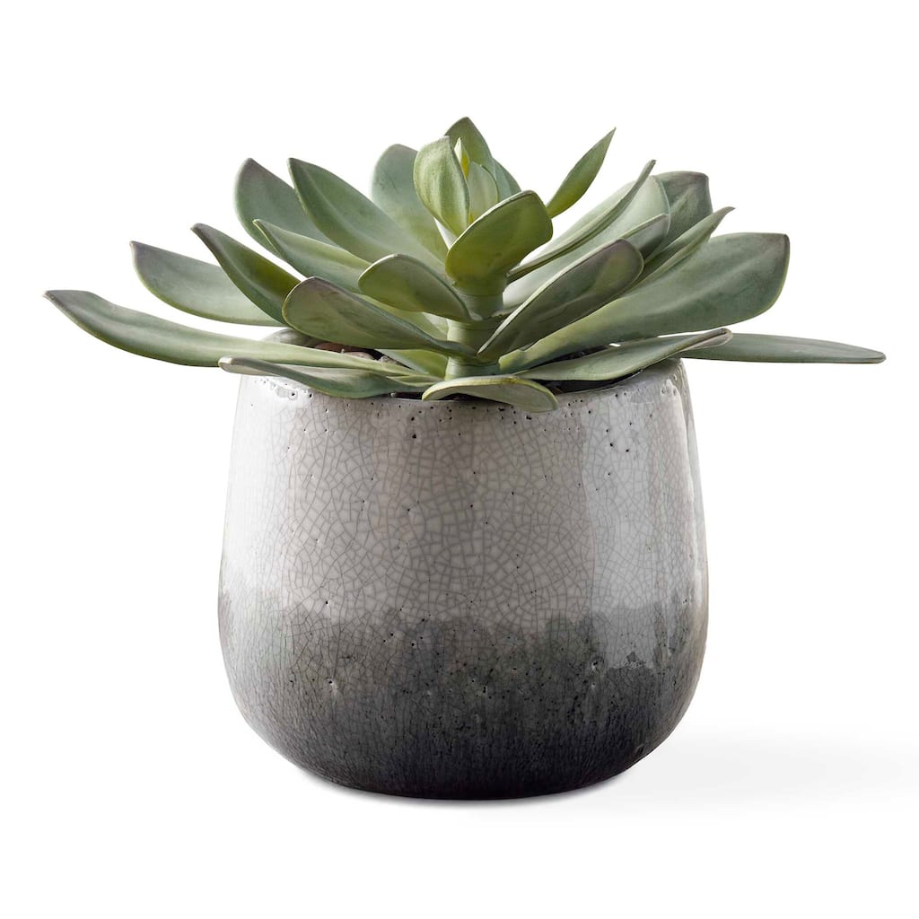 Uttermost 60261 Dudleya 10" Wide Succulent Artificial Plant in a - Green / Aged White / Blue Gray