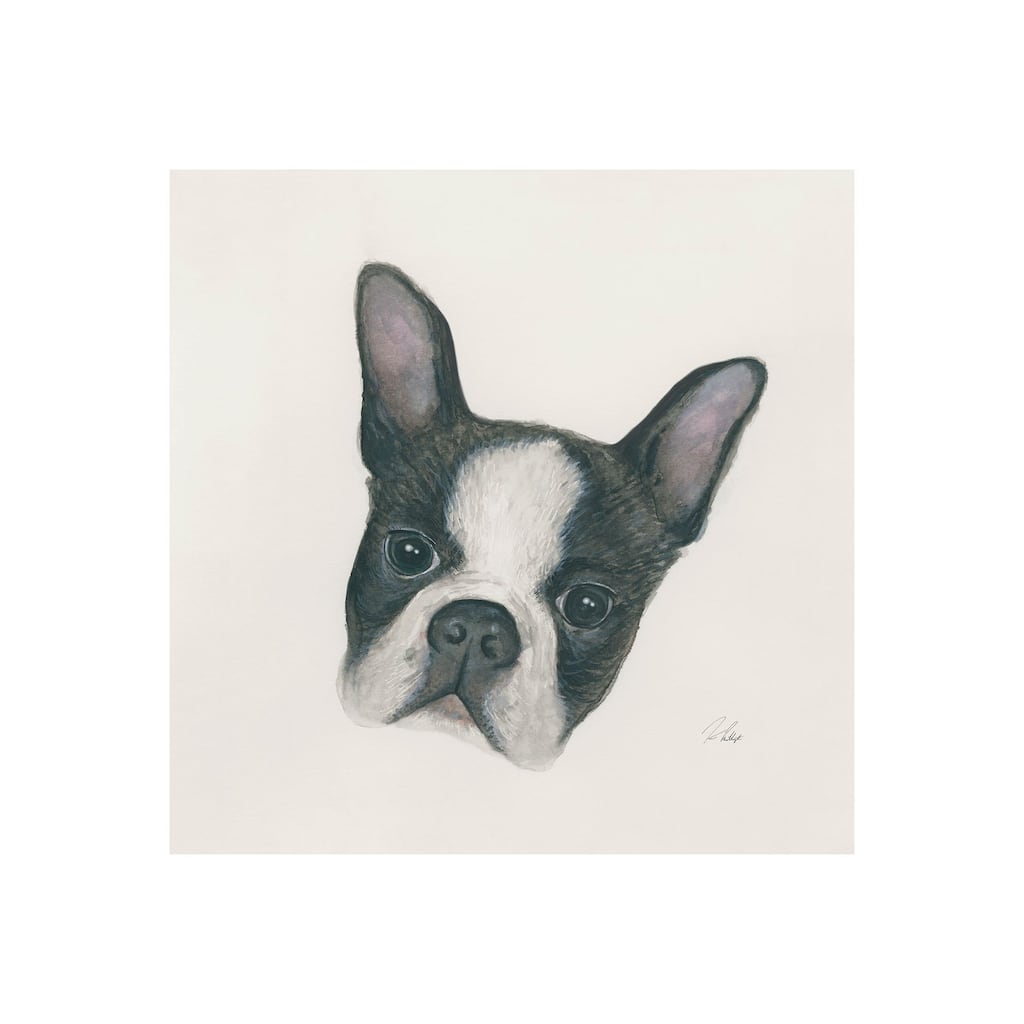 Floyd (Boston Terrier 1) (20 x 20) Canvas Art Print