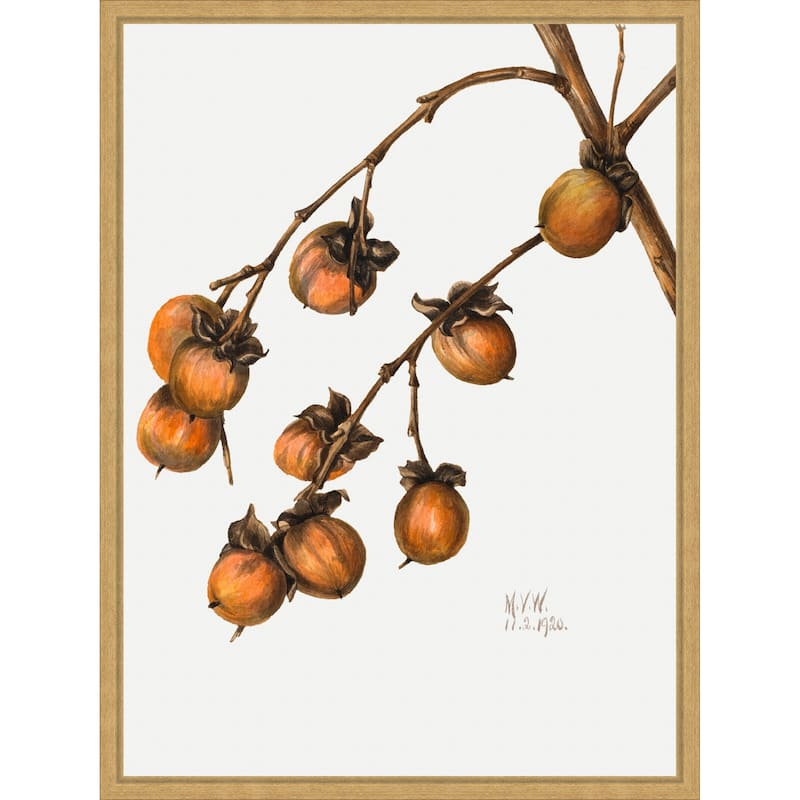 Persimmon (1920) by Mary Vaux Walcott (18 x 24 in.), Framed Canvas Wall Art Print