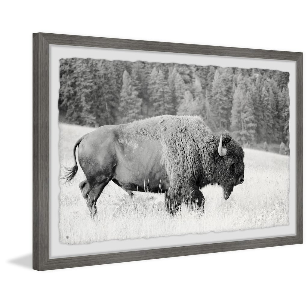 Coastal Buffalo Grazing Landscape Painting Print - 12x8 Framed Wall Art Home Decor