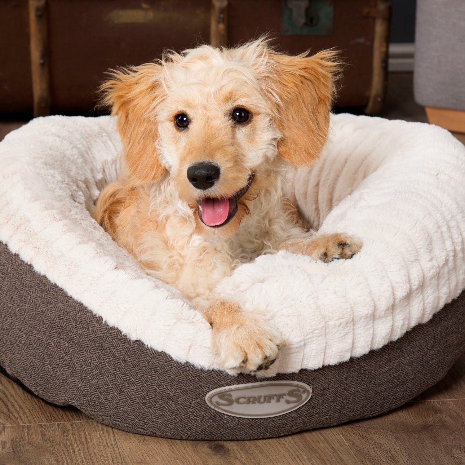 Scruffs xl dog bed discount