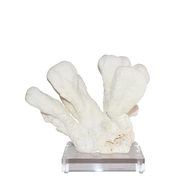 Catspaw Coral 10-12 Inch On Acrylic Base