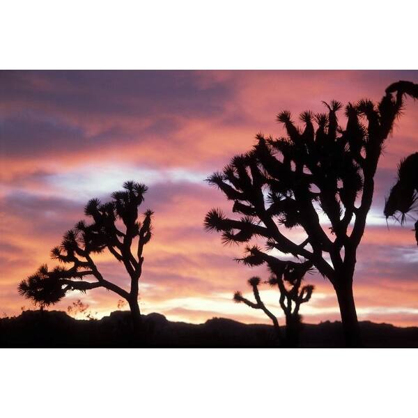 Easy Art Prints Steve Kazlowski S Joshua Tree Sunset Premium Canvas Art Overstock 25742248 When you search for easy sunset or landscape painting tutorials, you will find many tutorials that claim to be easy, but of course they all have their i believe there is a certain set of expectations that each sunset painting tutorial should have to make it an easy one and to me it should include some. overstock com