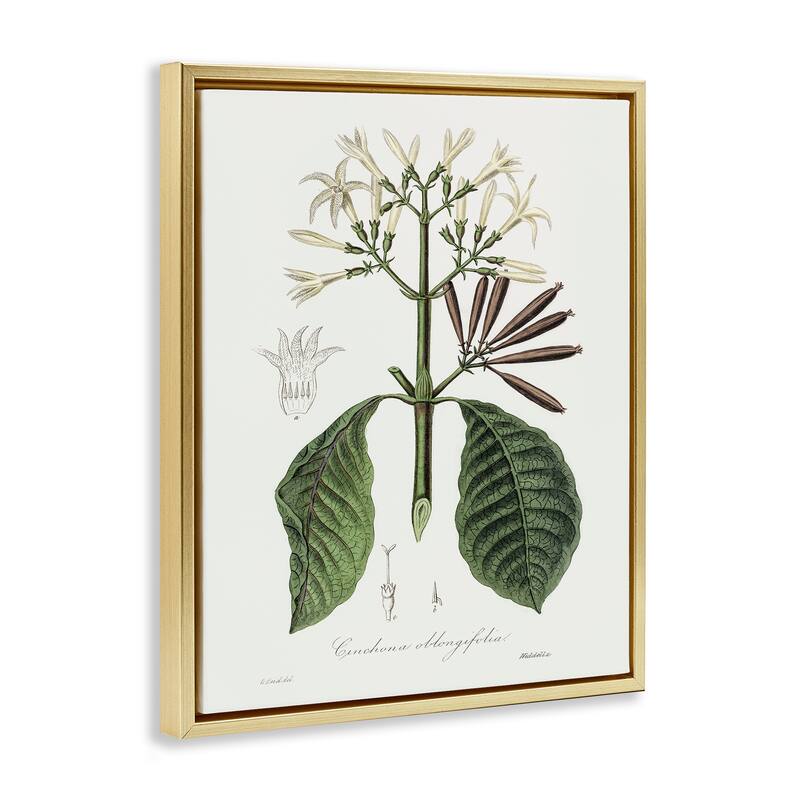 Stupell Vintage Flora Study Framed Floater Canvas Wall Art Design By CAD Designs