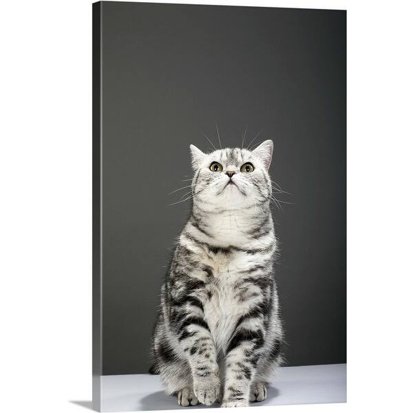Shop Cat Looking Up Canvas Wall Art On Sale Overstock 21001814